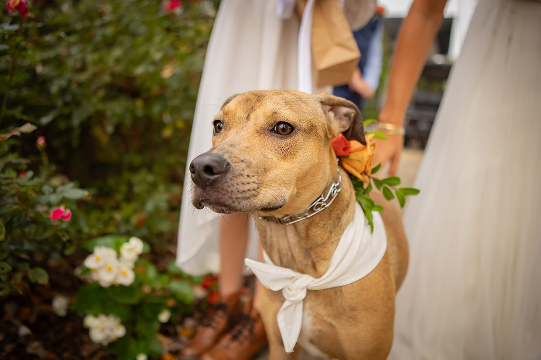 Wedding Photos with Dog | Hendersonville NC Wedding Photographer
