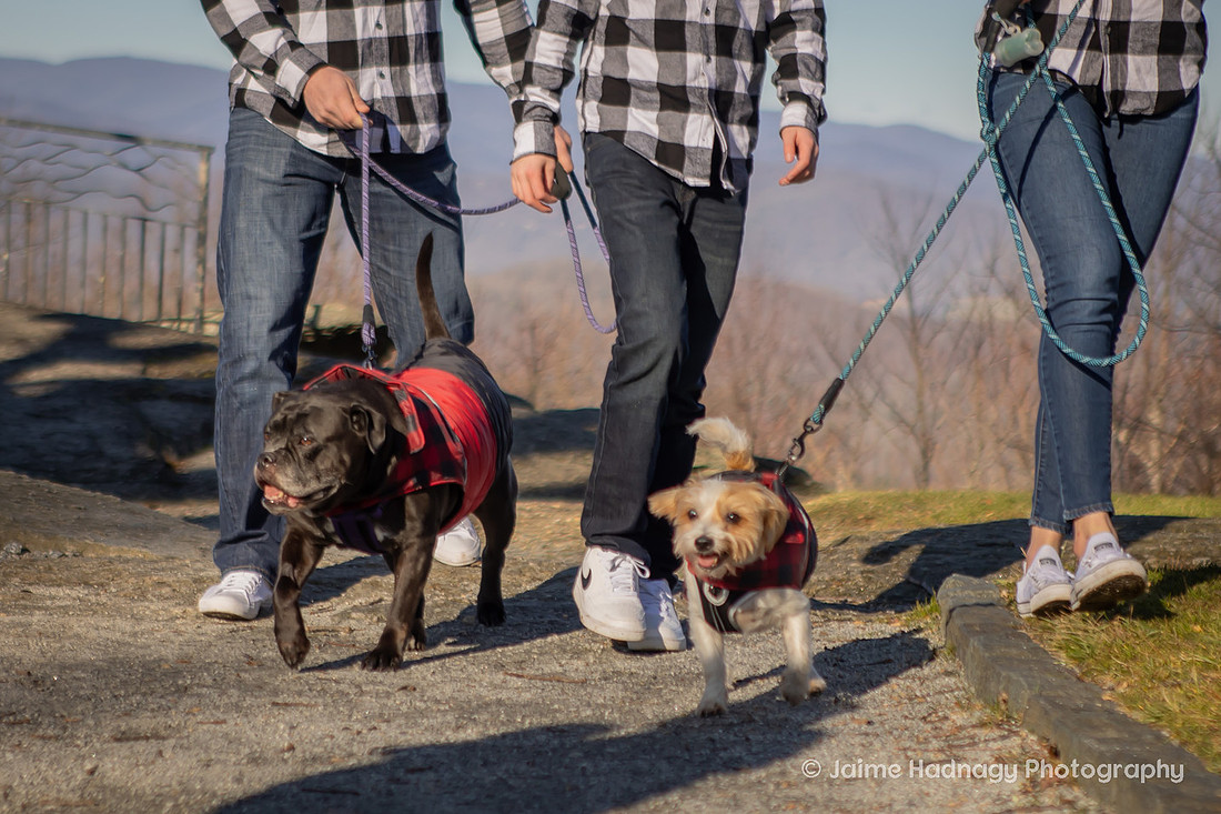 Dog Photoshoot with family in the mountains