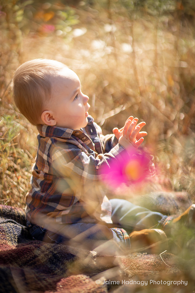 Family Photos with baby in Flower Field | Asheville Photographer