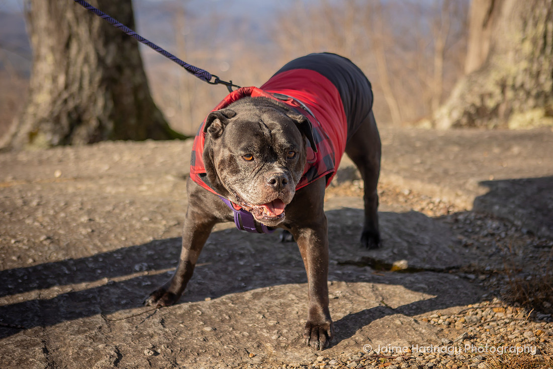End of Life Dog Photography | Family Photos with Pets