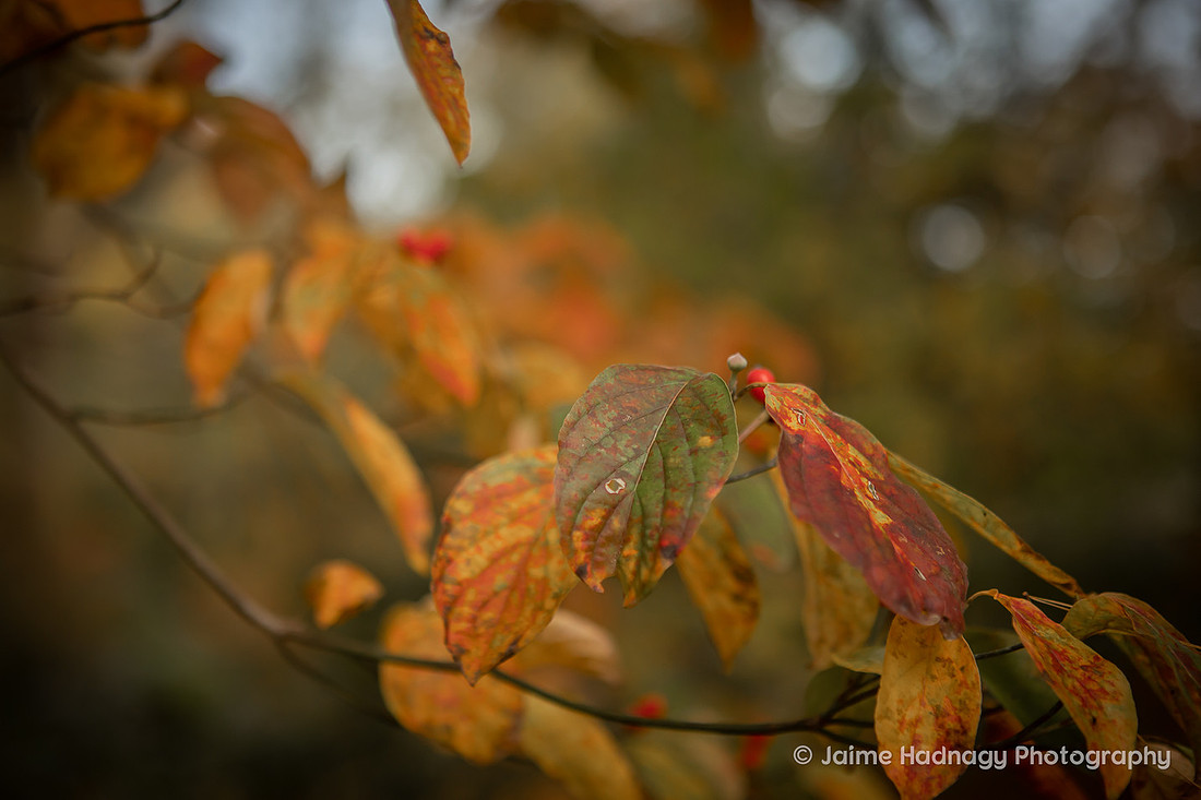 Fall Proposal at The Botanical Gardens | Asheville Engagement Photographer