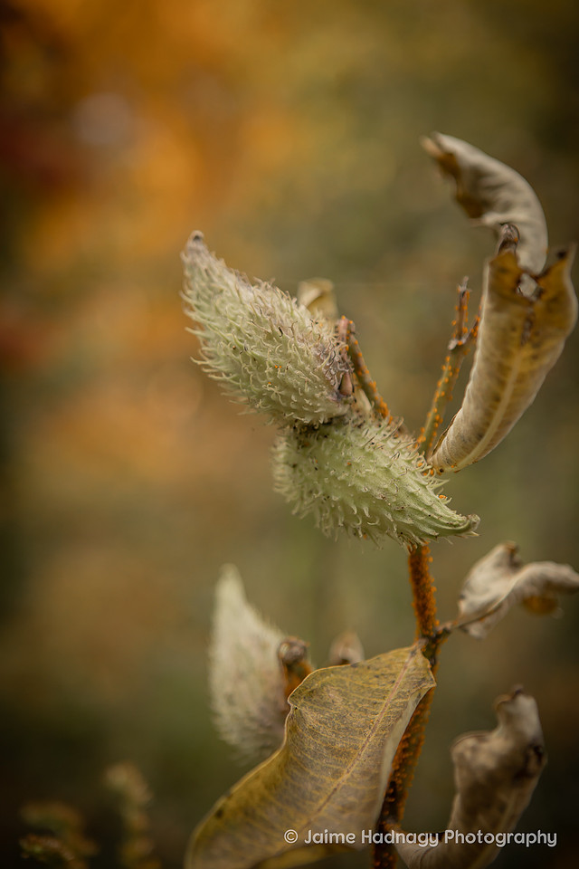Fall Proposal at The Botanical Gardens | Asheville Engagement Photographer