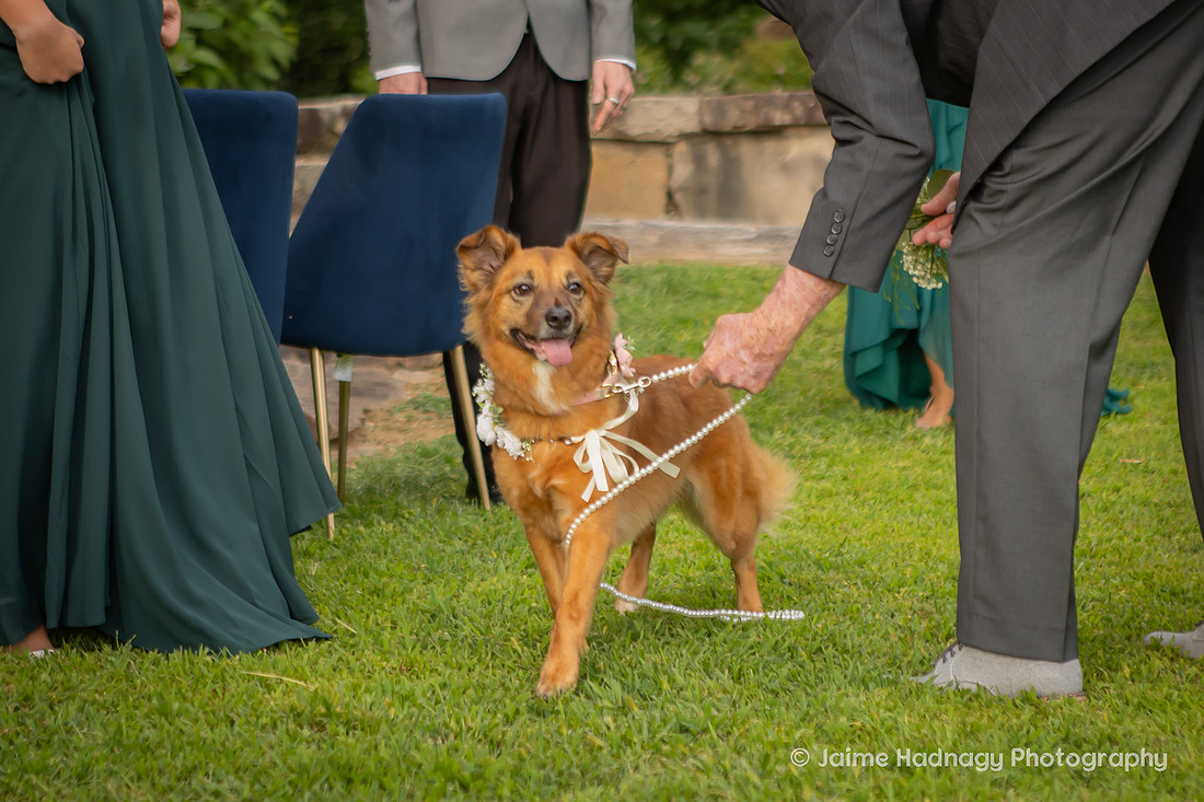Wedding Photos with Dog and Family | Asheville Elopement Photographer