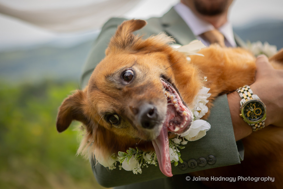 Wedding Photos with Dog and Family | Asheville Elopement Photographer