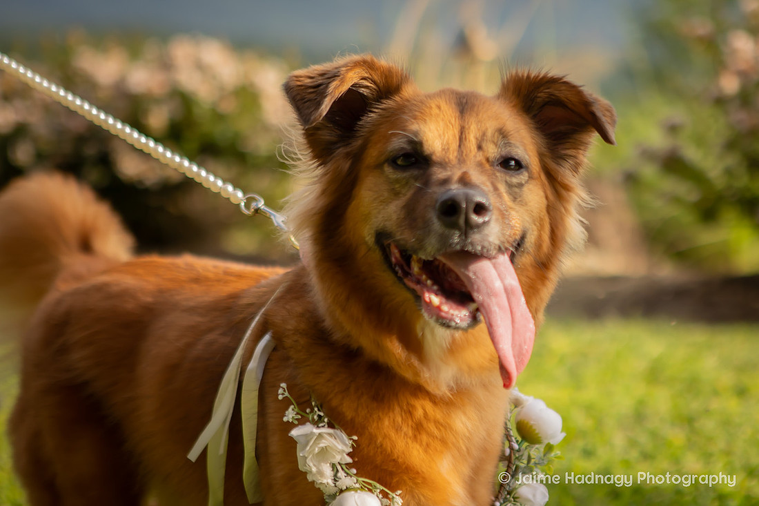 Wedding Photos with Dog and Family | Asheville Elopement Photographer