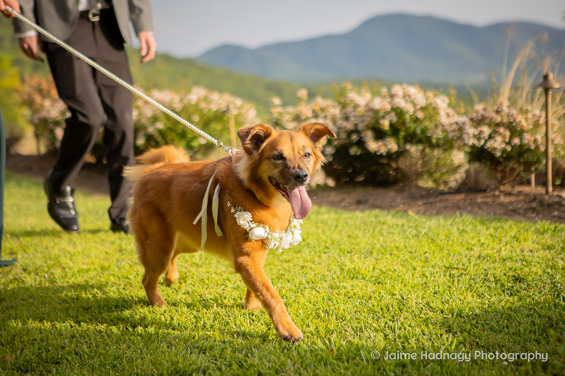Wedding Photos with Dog and Family | Asheville Elopement Photographer