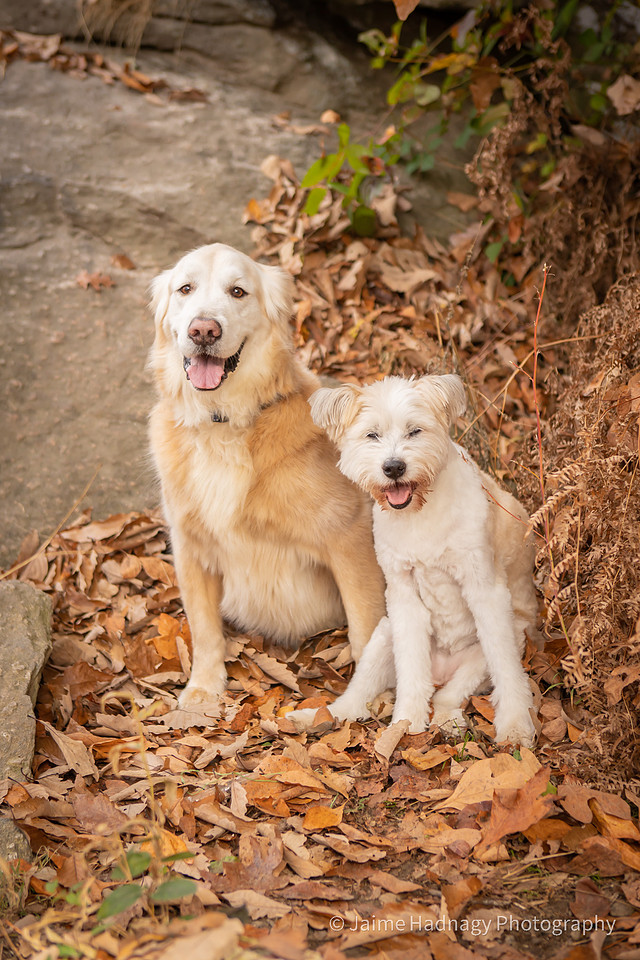 Old Dog End Of Life Photos | Asheville Pet Photographer