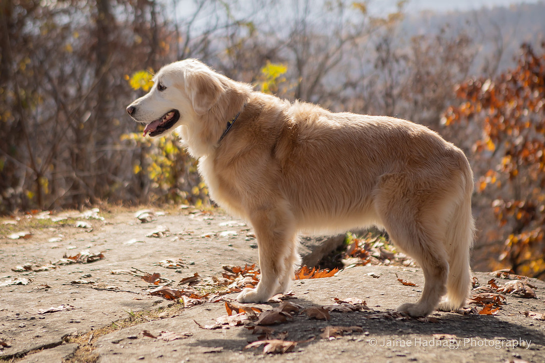 Loving Photoshoot For Elderly Dog | Asheville Furbaby Photographer