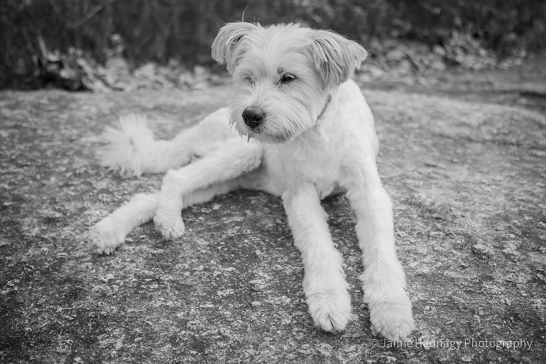 End of Life Dog Photoshoot | Hendersonville Pet Photographer