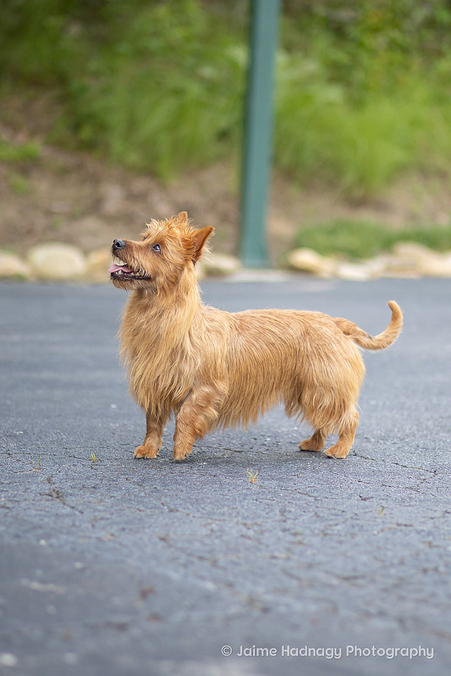 Furbaby Photoshoot | Asheville Pet Photographer