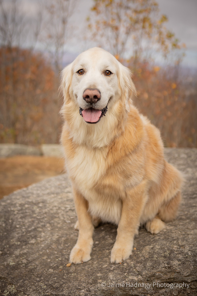 End of Life Dog Photoshoot | Hendersonville Pet Photographer