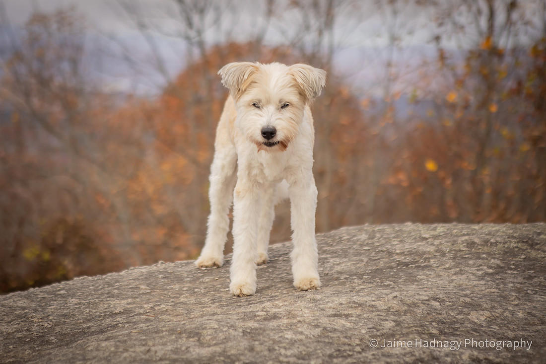 End of Life Dog Photoshoot | Hendersonville Pet Photographer