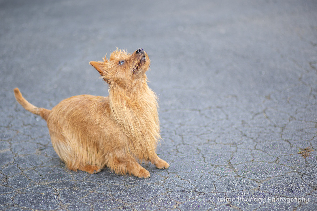 Dog Portrait Session | Asheville Photographer