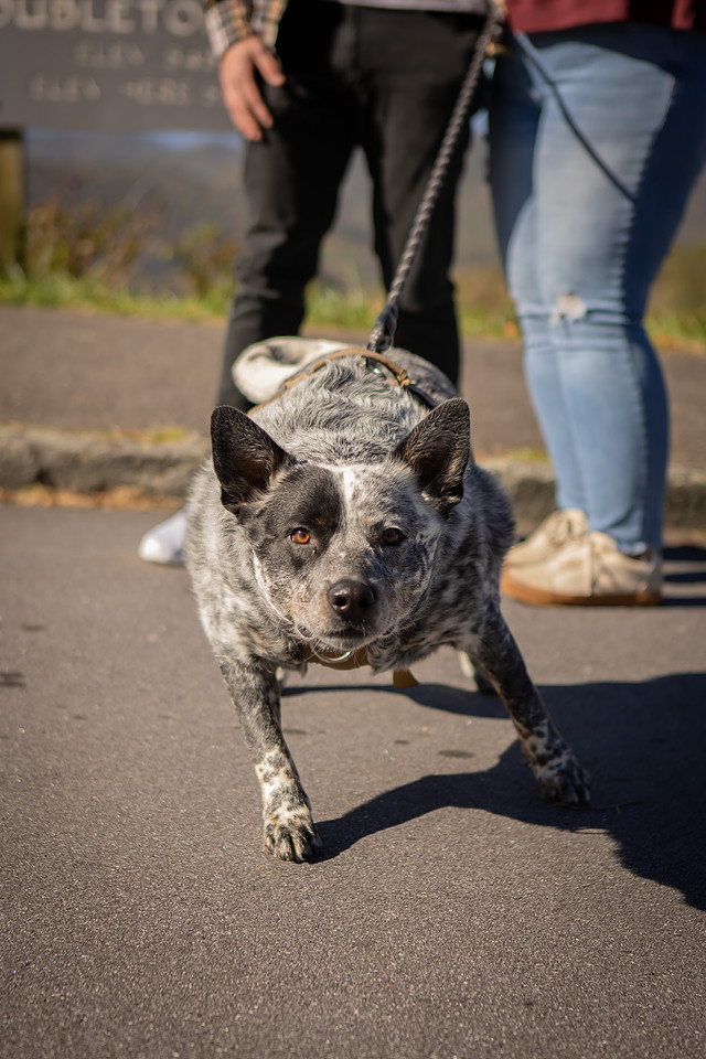 Mountain View Proposal with Dog | Asheville Photographer