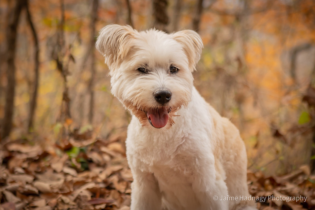 End of Life Dog Photoshoot | Hendersonville Pet Photographer