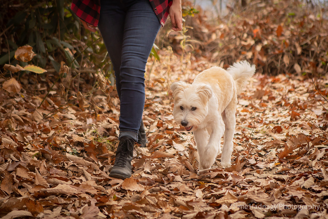 Old Dog End Of Life Photos | Asheville Pet Photographer