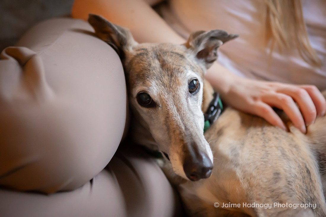 In Home Senior Dog Photo Session | Black Mountain NC Pet Photographer