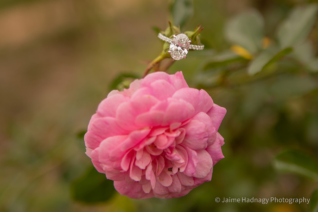 Winter Proposal in the rose garden at Biltmore House | Asheville Photography