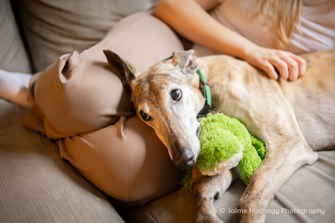 In Home Senior Dog Photo Session | Black Mountain NC Pet Photographer