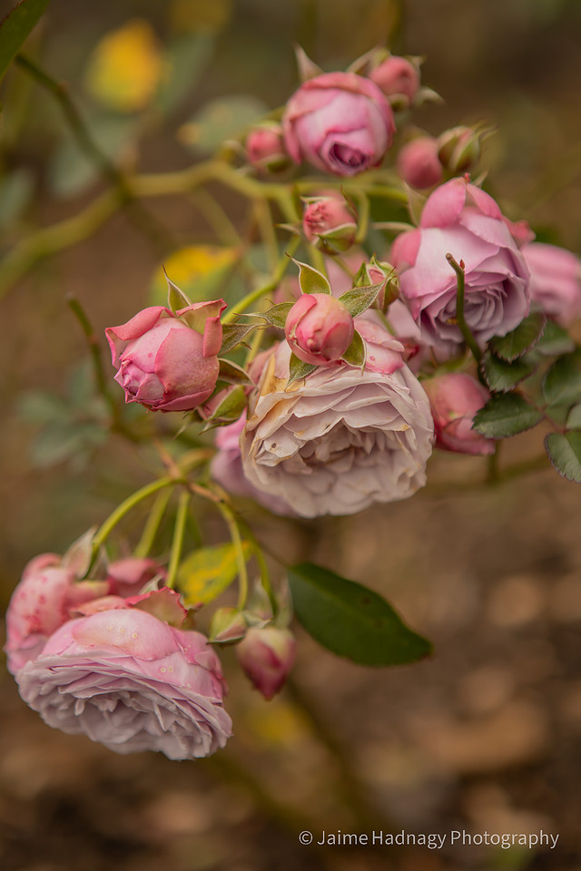 Proposal in the Biltmore Estate Rose Garden | Asheville Engagement Photographer