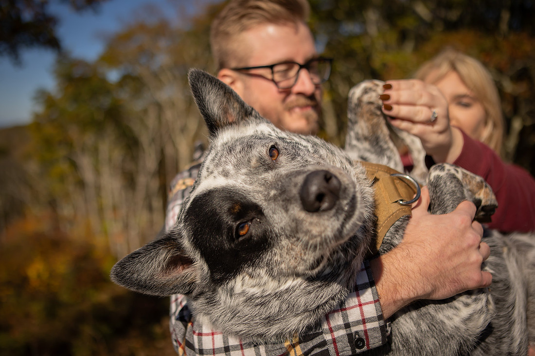 Mountain View Proposal with Dog | Asheville Photographer
