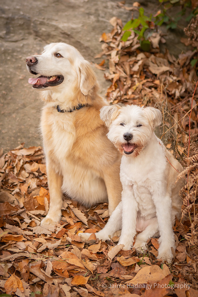 Old Dog End Of Life Photos | Asheville Pet Photographer