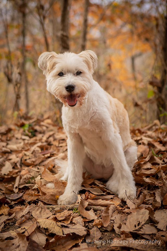 End of Life Dog Photoshoot | Hendersonville Pet Photographer