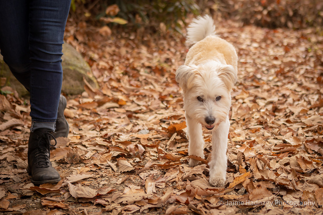 Old Dog End Of Life Photos | Asheville Pet Photographer