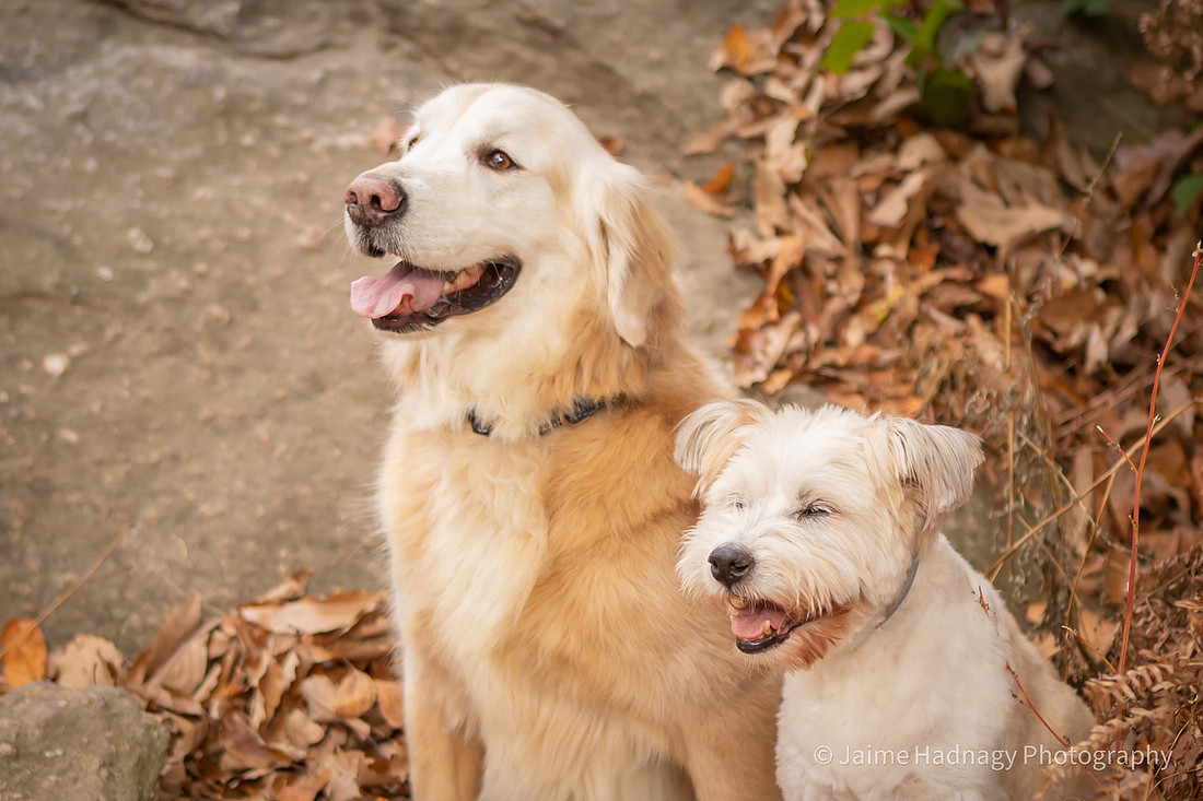 Old Dog End Of Life Photos | Asheville Pet Photographer
