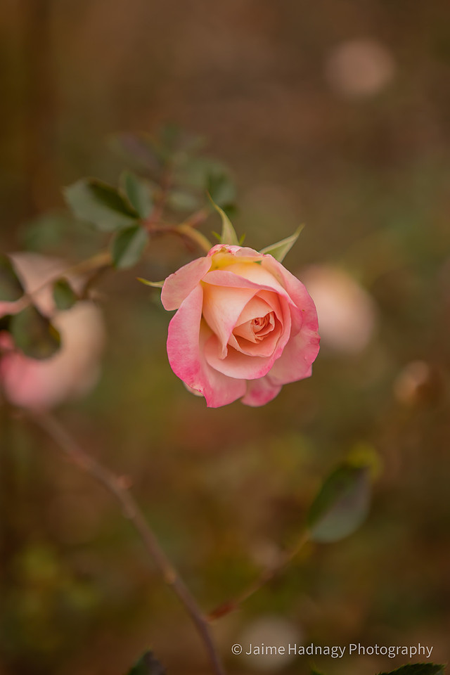 Proposal in the Biltmore Estate Rose Garden | Asheville Engagement Photographer