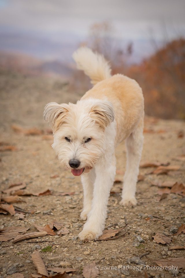 End of Life Dog Photoshoot | Hendersonville Pet Photographer