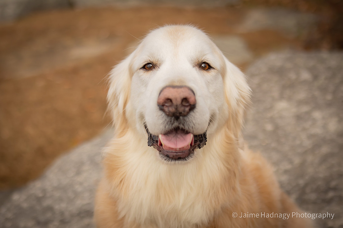 End of Life Dog Photoshoot | Hendersonville Pet Photographer