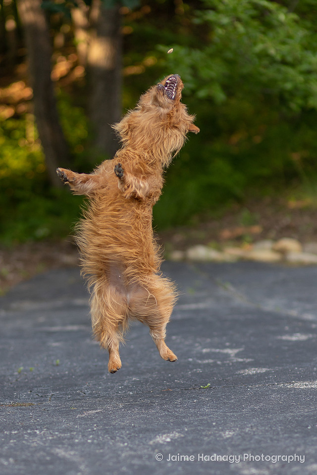 Adorable Dog Photography | Asheville Photographer