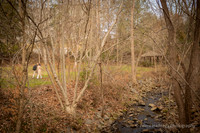 Remy & Samantha: Surprise Proposal at The Botanical Gardens at Asheville