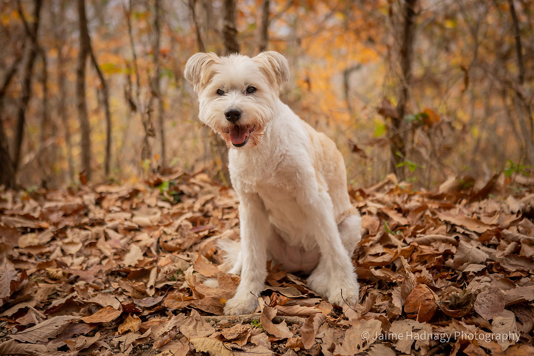 Old Dog End Of Life Photos | Asheville Pet Photographer