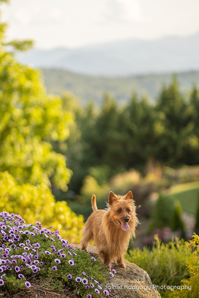 Dog Portrait Session | Asheville Photographer