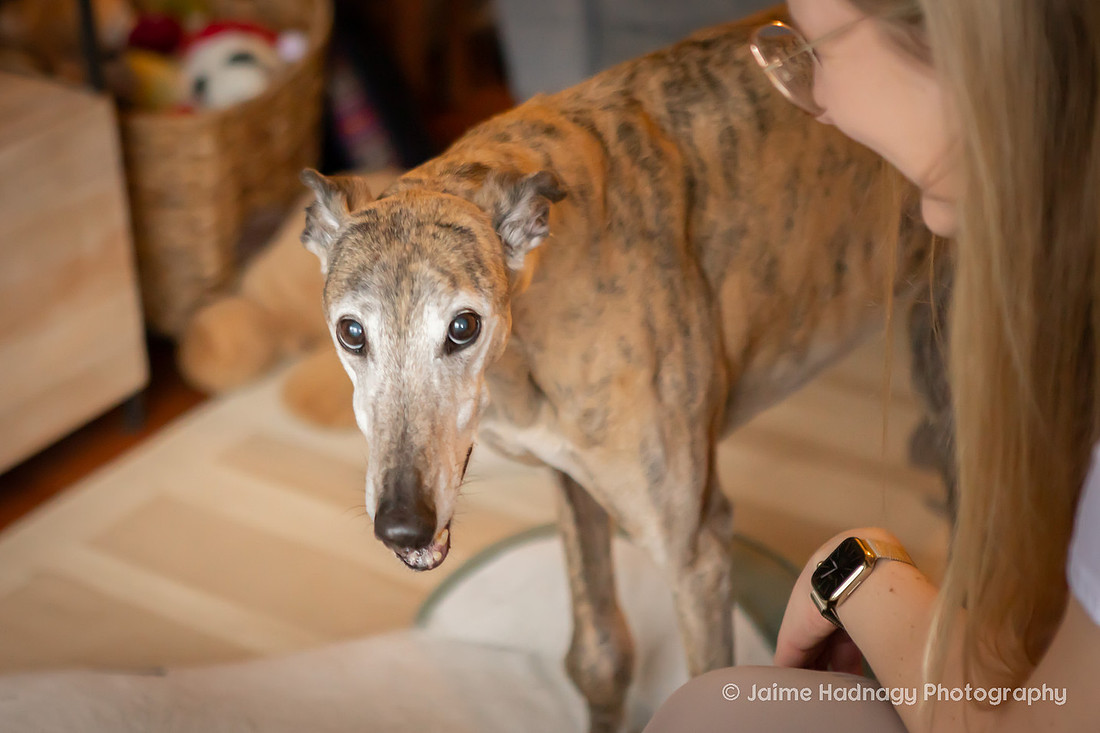 Senior Greyhound Photoshoot | Asheville dog Photographer