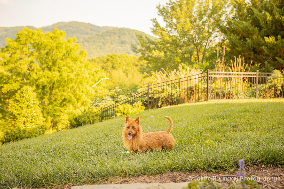 Pet Portraits in Asheville | Dog Photographer