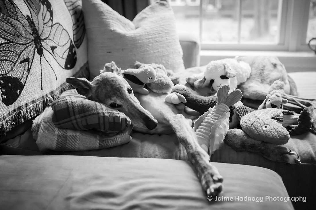 End of Life Photoshoot for Senior Dog | Asheville Pet Photographer