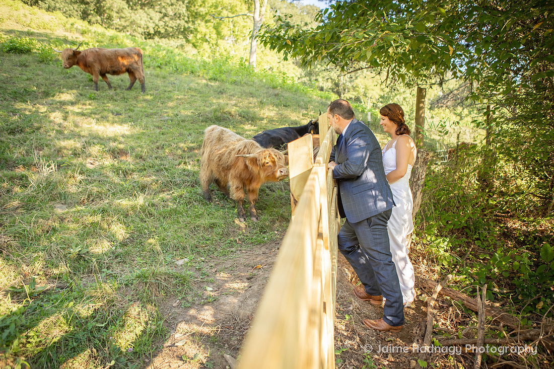 Wedding with Highland COws and Motorcycle | Asheville Elopement Photographer