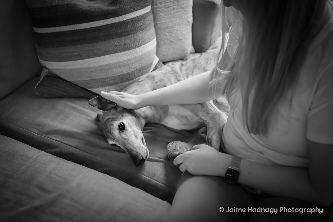 Family Dog Photoshoot in Home | Asheville Pet Photographer