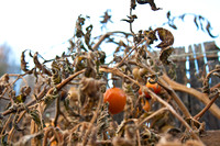 Autumn in the Garden
