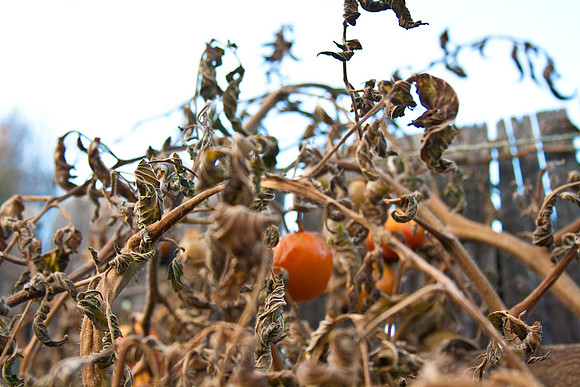 Autumn in the Garden