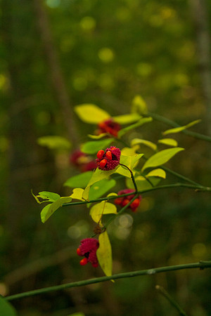 NC