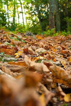 Autumn, WNC