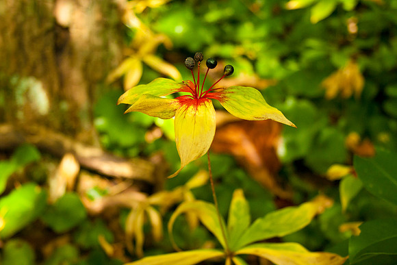 Wildflowers, NC