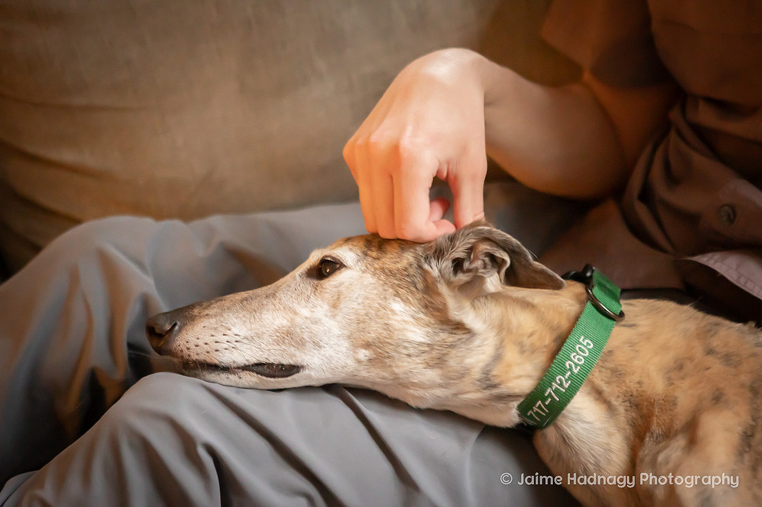 Family Dog Photoshoot in Home | Asheville Pet Photographer