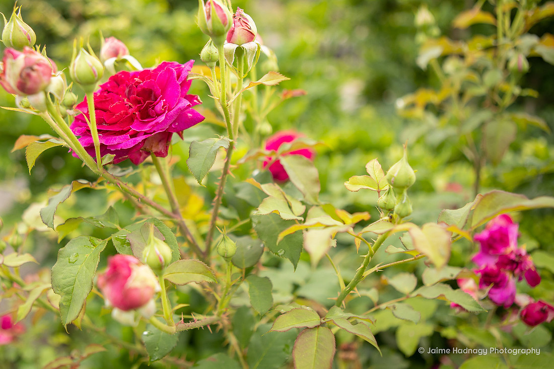 Rose Garden Surprise Proposal Asheville Photographer