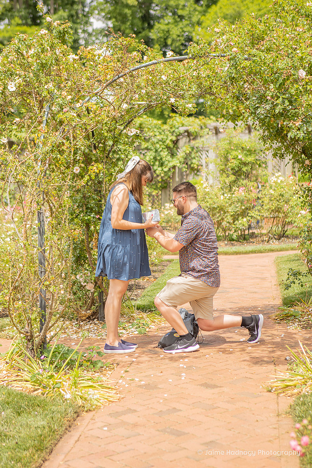 Surprise Proposal in Biltmore Estate Rose Garden | Asheville Engagement Photographer