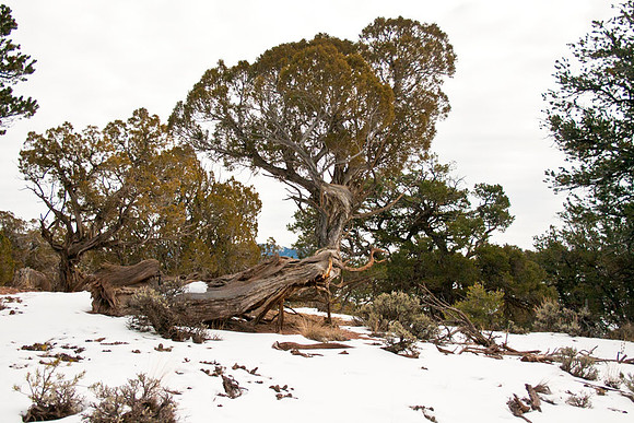 Colorado Snow Hike